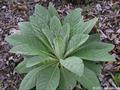 great mullein 